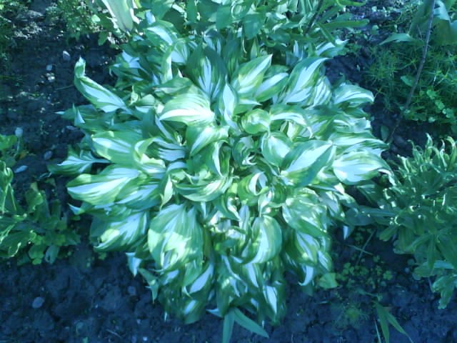 Hosta